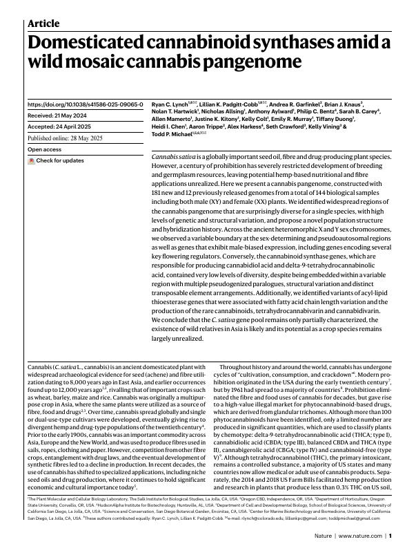 Domesticated cannabinoid synthases amid a wild mosaic cannabis pangenome